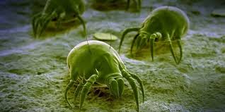 Image result for Dust mite