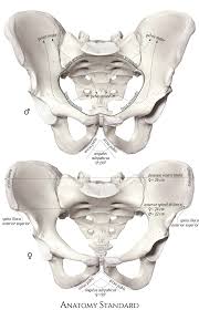 Gender Differences In Pelvic Anatomy Frontal View In 2020 Anatomy Pelvis Pelvic Girdle