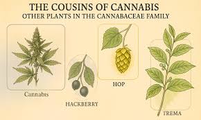 Image result for Cannabaceae