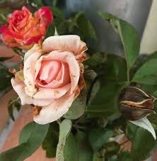 Various species of aphids feed on roses, but the predominant species is the rose aphid (macrosiphum rosae). Tiny Pest Poses Big Rose Garden Problem The San Diego Union Tribune