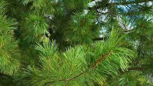 Pohon pinus, pohon pinus, format file gambar, cabang, natal dekorasi png. Cedar Branches Like A Background Stock Footage Video 100 Royalty Free 29342980 Shutterstock