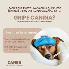 CANES VETERINARIA SURCO Dermatología y Nutrición veterinaria