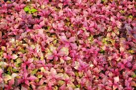 Image result for Cyathula