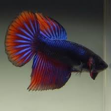 Pin On Exotic Betta