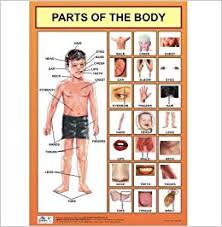 amazon in buy parts of the body chart body parts chart