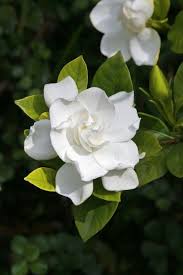 Love Gardenias Gardenia Shrub Gardenia Bush Flower Garden