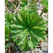 Check spelling or type a new query. Darmera Peltata Pflanzen Fur Dich De 5 70