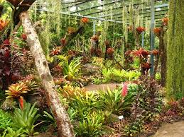 Gardening In South Florida Bromeliads In The Garden Florida Landscaping Bromeliads Landscaping Bromeliads