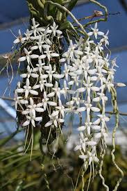 Image result for Mystacidium