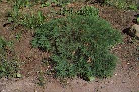 Image result for Rytigynia decussata