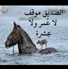 pin by essam sayed mohamed on arabic wisdom animals horses novelty sign