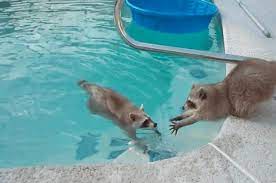 this incredible classical music and street dance mash up 11 little things to put a smile on your face this week animals raccoon best friends play