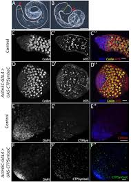 Ctp Synthase Regulation By Mir 975 Controls Cell