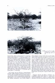 Image result for Commiphora viminea