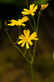 Image result for Huaceae