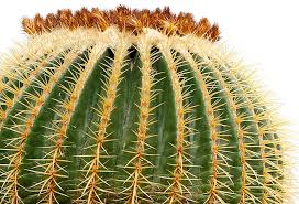 Es necesario que el terreno esté bien drenado para evitar la acumulación de agua. Cuidado De Cactus Los Mejores Consejos Para Sus Cactus