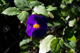 They have brilliant colors, and some have unique shapes that spice up any gardens. Violet And Yellow Tropical Flower In Sunset Sun Exotic Plant In Tropical Garden Violet Tropical Blossom Closeup Photo Exotic Island Nature Blooming Summer Garden Purple Flower On Green Bush Stock Photo Picture