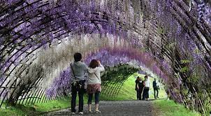 Kitakyushu Travel Kawachi Fujien Wisteria Garden Wisteria Garden Japan Travel Kitakyushu