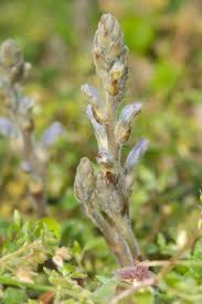 Obligate Parasite Britannica