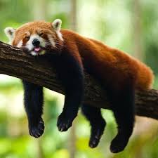 Follow Wildlifeplanet For More Incredible Photos Of Animals Nature Red Panda Hangover Brisbane Queensland Australia Ph Red Panda Panda Wallpapers Panda