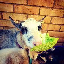 Maybe you would like to learn more about one of these? Mmmmm Cabbage Pygmy Goat Goats Animals