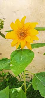 غزة flower flowers instagram instagram photo