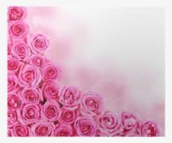 We did not find results for: Hot Pink Roses Over White Background Pink Flowers Background Borders Png Image Transparent Png Free Download On Seekpng