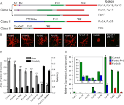 Maybe you would like to learn more about one of these? Rapid Formin Mediated Actin Filament Elongation Is Essential For Polarized Plant Cell Growth Pnas