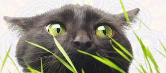 Sprinkle some seeds across the surface. Is Your Cat Hooked On Cat Grass Psst It S Okay Litter Robot Blog