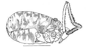 Image result for Brachythrix glomerata