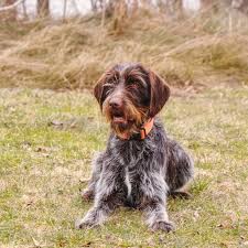 45 to 70 pounds life span: Wirehaired Pointing Griffon Full Profile History And Care