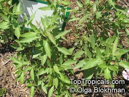 Image result for Euclea