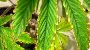 Cannabis Leaf Problem Chart Bedowntowndaytona Com