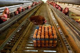 Itu pun cuma dua kandang ayam kecil dengan jumlah tidak hanya itu, seharusnya para peternak juga memperhatikan pengelolaan lingkungan di sekitar kandang ayam, seperti usai panen ayam langsung. Ekspansi Ke Aceh Japfa Bangun Pabrik Penetasan Telur Bursa Katadata Co Id
