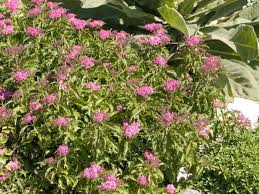 Image result for Spiraea bumalda