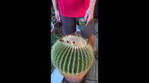 When you transplant a photoperiod strain, you'll typically keep it in veg for an extra week to. Repotting A Giant Golden Barrel Cactus Youtube