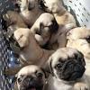 Akc registered french bulldog pups! 1