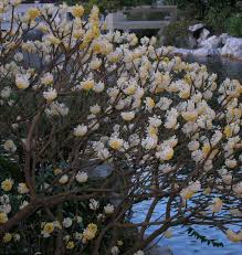 Find the perfect forest bush black & white image. Paperbush A Nifty Winter Blooming Shrub Winter Plants Winter Flowering Shrubs Garden Shrubs