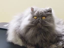 10 Most Popular Flat Faced Cat Breeds In The World Samoreals
