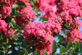 Image result for Lagerstroemia indica