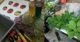 Membuat nutrisi hidroponik buatan ini adalah salah satu langkah menghemat anggaran anda. Wanita Ini Buat Bekas Hidroponik Guna Besen Kedai Rm 2 Ini Hasilnya Impiana