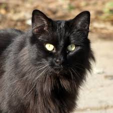 Black Fur Female Brooke Catsrock Fluffy Black Cat Cats Yellow Cat