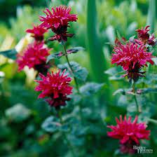 24 Of The Best Perennials That Will Thrive In Clay Soil Clay Soil Plants Plants Perennials