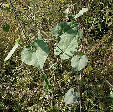 Image result for Telosma africana