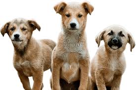 The price of dog boarding in wellington, fl might not be as much as you thought. West Palm Dog Professional Dog Training Services