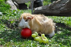 Výsledek obrázku pro morče při hře