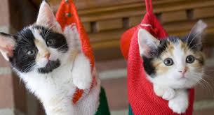 5 out of 5 stars (168) 168 reviews Calico Cat Facts 25 Amazing Facts About Calico Cats