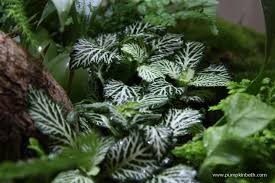 It is mainly used for converting wood and stone into livingwood and livingrock respectively. Planting List For Terrariums And Bottle Gardens Pumpkin Beth