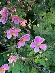 Image result for Glyphaea tomentosa