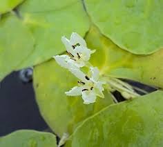 Image result for Nymphoides thunbergiana